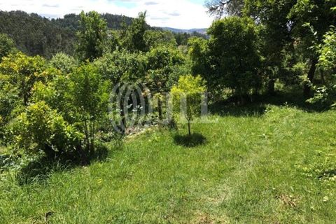 Farm i Fafe, Braga, Fafe - € 1.100.000 | Ref: 49135 - foto 29