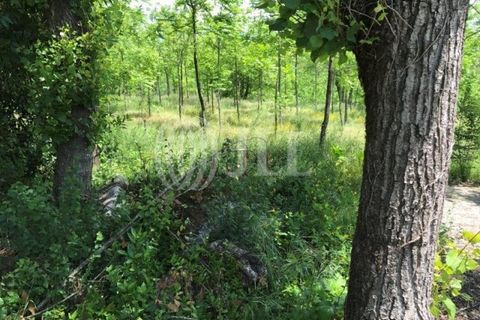 Farm i Fafe, Braga, Fafe - € 1.100.000 | Ref: 49135 - foto 33
