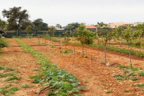 Helårsgrund i Guia, Faro, Guia - € 7.500.000 | Ref: TRTU004 - foto 4