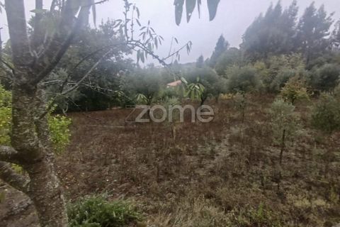 Farm i Mangualde, Viseu, Mangualde - € 178.500 | Ref: ZMPT582734 - foto 39