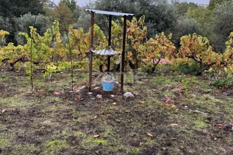 Farm i Mangualde, Viseu, Mangualde - € 178.500 | Ref: ZMPT582734 - foto 43