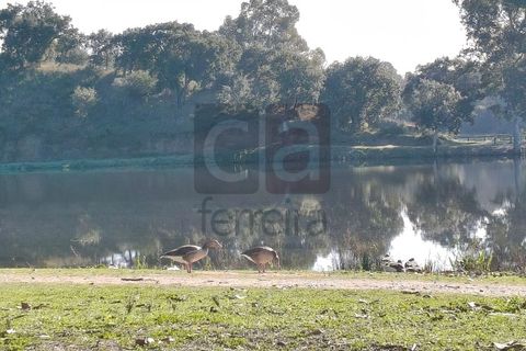 Terra a Alpiarca, Santarem, Alpiarca - € 87.500 | Ref: TERR4449 - foto 18
