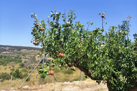Landejendom i Agres, Alicante, Agres - € 149.000 | Ref: 2991 - foto 47