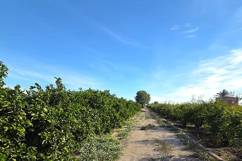 Finca i Albatera, Alicante, Albatera - € 184.990 | Ref: 0040251TI7 - foto 12