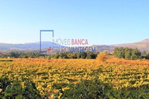 Farm i Moncao, Viana do Castelo, Moncao - € 580.000 | Ref: Q-30166 - foto 16