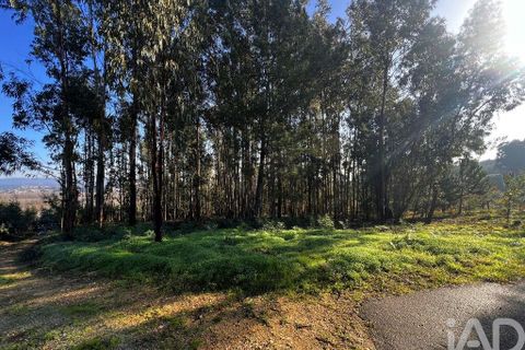 Terra a Anadia, Aveiro, Anadia - € 59.500 | Ref: 781004 - foto 3