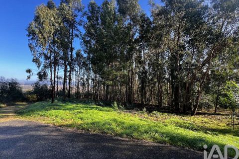 Terra a Anadia, Aveiro, Anadia - € 59.500 | Ref: 781004 - foto 5