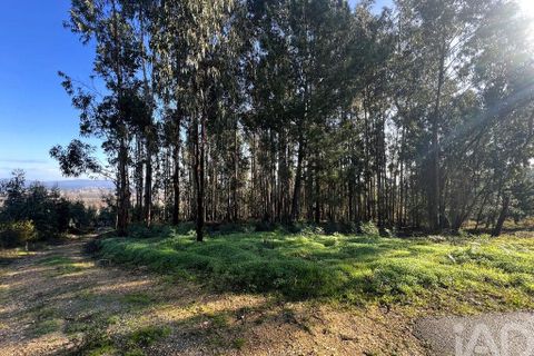 Terra a Anadia, Aveiro, Anadia - € 59.500 | Ref: 781004 - foto 7