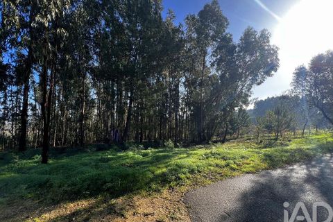 Terra a Anadia, Aveiro, Anadia - € 59.500 | Ref: 781004 - foto 8