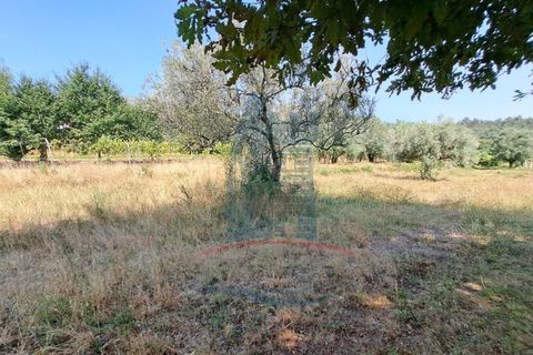 Helårsgrund i Ponte de Lima, Viana do Castelo, Ponte de Lima - € 12.000 | Ref: 6223 - foto 5
