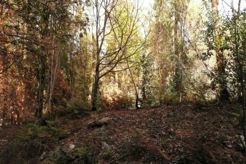 Helårsgrund i Ponte de Lima, Viana do Castelo, Ponte de Lima - € 9.000 | Ref: 4872 - foto 2