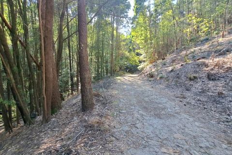 Helårsgrund i Ponte de Lima, Viana do Castelo, Ponte de Lima - € 24.000 | Ref: 6056 - foto 9