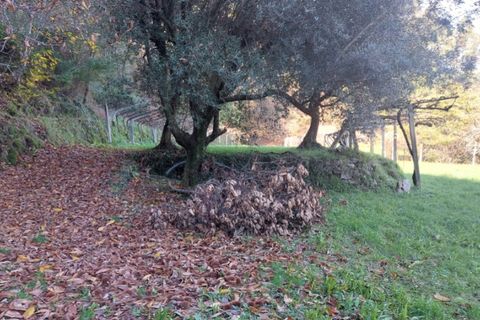 Helårsgrund i Ponte de Lima, Viana do Castelo, Ponte de Lima - € 18.500 | Ref: 5923 - foto 5