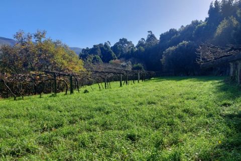 Helårsgrund i Ponte de Lima, Viana do Castelo, Ponte de Lima - € 18.500 | Ref: 5923 - foto 8