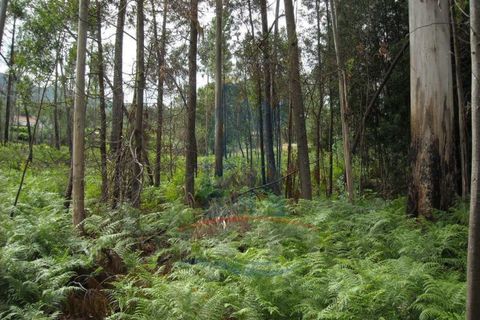 Helårsgrund i Ponte de Lima, Viana do Castelo, Ponte de Lima - € 36.000 | Ref: 6035 - foto 2