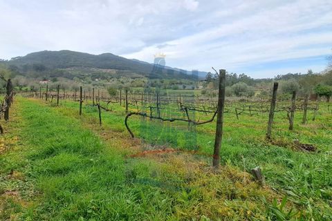 Villa i Ponte de Lima, Viana do Castelo, Ponte de Lima - € 398.000 | Ref: 6193 - foto 3