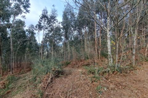 Tomt i Ponte de Lima, Viana do Castelo, Ponte de Lima - € 58 000 | Ref: 6087 - foto 2