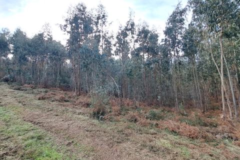 Tomt i Ponte de Lima, Viana do Castelo, Ponte de Lima - € 58 000 | Ref: 6087 - foto 3