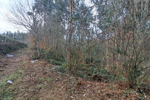 Tomt i Ponte de Lima, Viana do Castelo, Ponte de Lima - € 58 000 | Ref: 6087 - foto 5