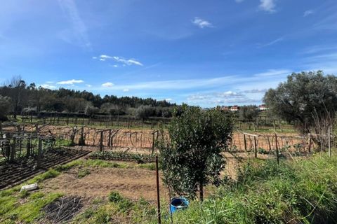 Helårsgrund i Ponte de Lima, Viana do Castelo, Ponte de Lima - € 29.500 | Ref: 5962 - foto 2