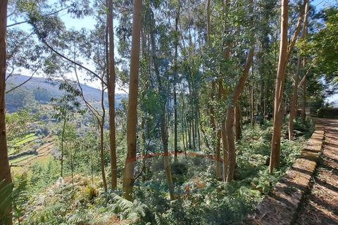 Helårsgrund i Ponte de Lima, Viana do Castelo, Ponte de Lima - € 10.000 | Ref: 6211 - foto 2