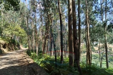 Helårsgrund i Ponte de Lima, Viana do Castelo, Ponte de Lima - € 10.000 | Ref: 6211 - foto 5