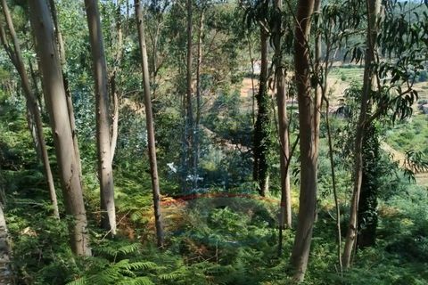 Helårsgrund i Ponte de Lima, Viana do Castelo, Ponte de Lima - € 10.000 | Ref: 6211 - foto 6