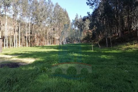 Helårsgrund i Barroselas, Viana do Castelo, Barroselas - € 19.000 | Ref: 5832 - foto 5