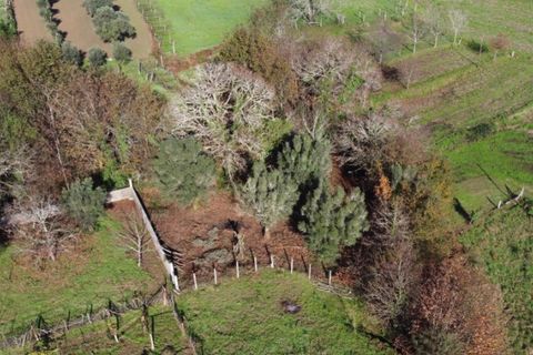 Helårsgrund i Ponte de Lima, Viana do Castelo, Ponte de Lima - € 9.000 | Ref: 5935 - foto 3