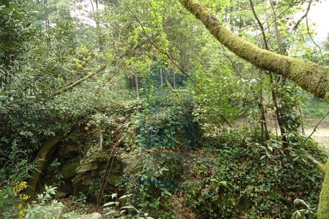 Helårsgrund i Ponte de Lima, Viana do Castelo, Ponte de Lima - € 80.000 | Ref: 5542 - foto 7