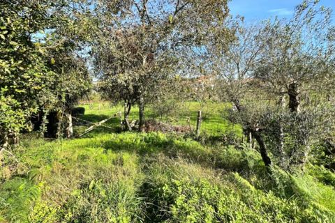 Helårsgrund i Ponte de Lima, Viana do Castelo, Ponte de Lima - € 65.000 | Ref: 6061 - foto 2