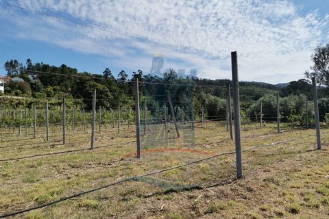 Helårsgrund i Ponte de Lima, Viana do Castelo, Ponte de Lima - € 26.000 | Ref: 5606 - foto 2