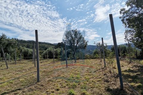 Helårsgrund i Ponte de Lima, Viana do Castelo, Ponte de Lima - € 26.000 | Ref: 5606 - foto 5