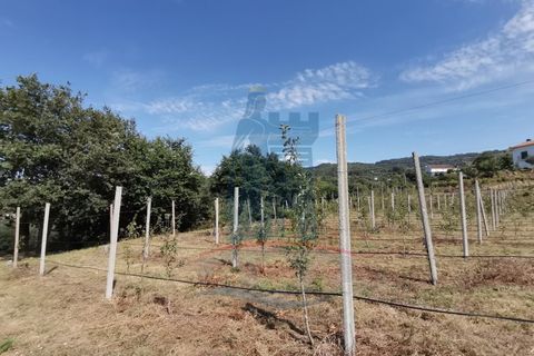 Helårsgrund i Ponte de Lima, Viana do Castelo, Ponte de Lima - € 26.000 | Ref: 5606 - foto 8
