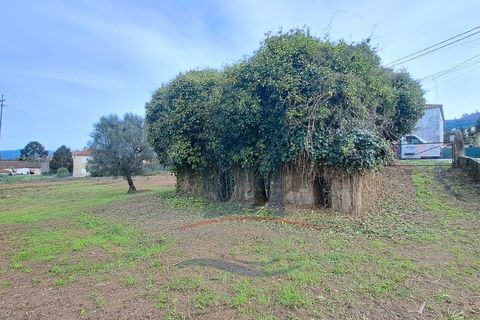 Helårsgrund i Ponte de Lima, Viana do Castelo, Ponte de Lima - € 280.000 | Ref: 6100 - foto 5