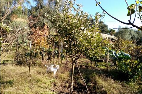Helårsgrund i Ponte de Lima, Viana do Castelo, Ponte de Lima - € 9.500 | Ref: 5447 - foto 5