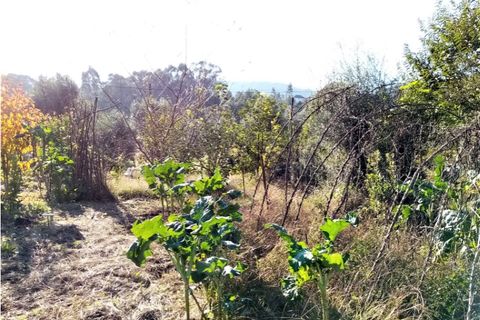 Helårsgrund i Ponte de Lima, Viana do Castelo, Ponte de Lima - € 9.500 | Ref: 5447 - foto 6