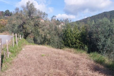 Helårsgrund i Ponte de Lima, Viana do Castelo, Ponte de Lima - € 6.900 | Ref: 5921 - foto 4