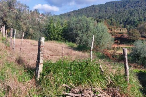 Helårsgrund i Ponte de Lima, Viana do Castelo, Ponte de Lima - € 6.900 | Ref: 5921 - foto 5