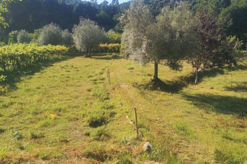 Landejendom i Ponte de Lima, Viana do Castelo, Ponte de Lima - € 79.000 | Ref: 5742 - foto 7