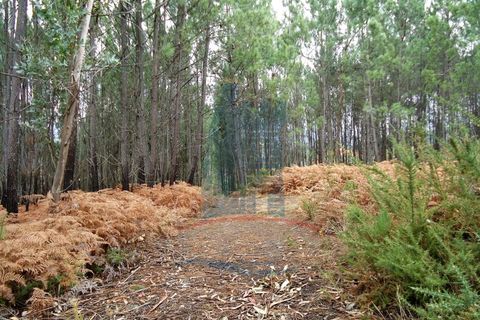 Helårsgrund i Ponte de Lima, Viana do Castelo, Ponte de Lima - € 37.000 | Ref: 4889 - foto 3