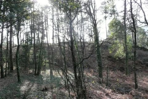 Helårsgrund i Ponte de Lima, Viana do Castelo, Ponte de Lima - € 170.000 | Ref: 4927 - foto 3