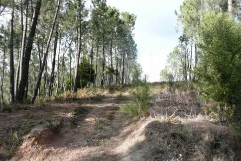 Helårsgrund i Ponte de Lima, Viana do Castelo, Ponte de Lima - € 170.000 | Ref: 4927 - foto 6