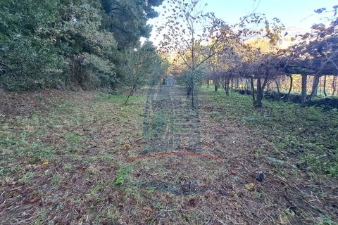 Helårsgrund i Ponte de Lima, Viana do Castelo, Ponte de Lima - € 6.500 | Ref: 5978 - foto 4
