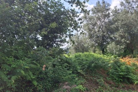 Helårsgrund i Ponte de Lima, Viana do Castelo, Ponte de Lima - € 120.000 | Ref: 6241 - foto 4