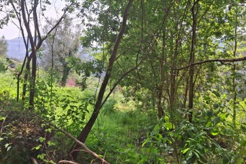 Helårsgrund i Ponte de Lima, Viana do Castelo, Ponte de Lima - € 120.000 | Ref: 6241 - foto 6