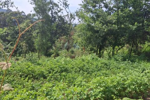 Helårsgrund i Ponte de Lima, Viana do Castelo, Ponte de Lima - € 120.000 | Ref: 6241 - foto 9