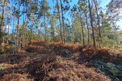 Helårsgrund i Ponte de Lima, Viana do Castelo, Ponte de Lima - € 54.000 | Ref: 6263 - foto 3