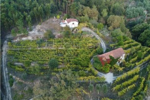 Farm i Amarante, Porto, Amarante - € 395.000 | Ref: SF-SAFTI:007563 - foto 22
