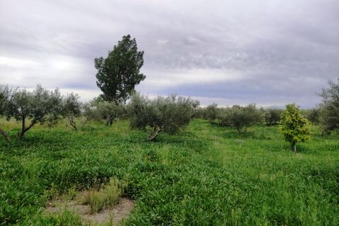 Landejendom i Albaida, Valencia, Albaida - € 110.000 | Ref: 2982 - foto 19